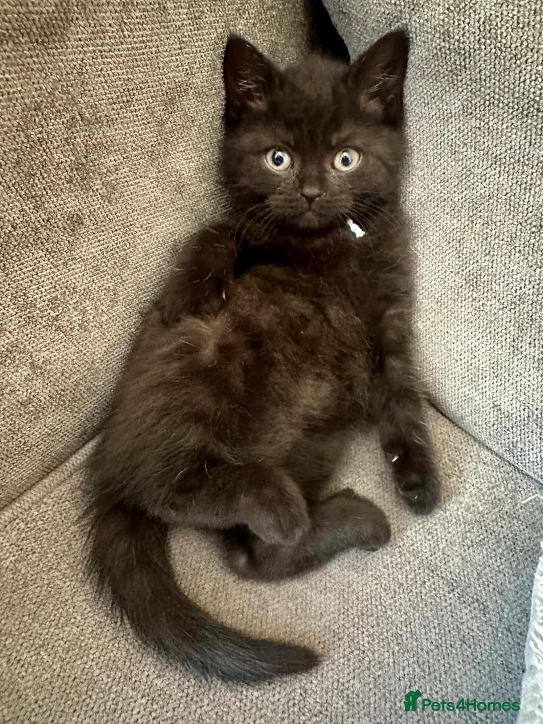 Mixed Breed cats for sale: LAST! Female Kitten (read) in Swindon - Advert 11