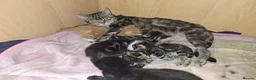 Mixed Breed cats for sale: 2 Beautiful kittens available  - Advert 2