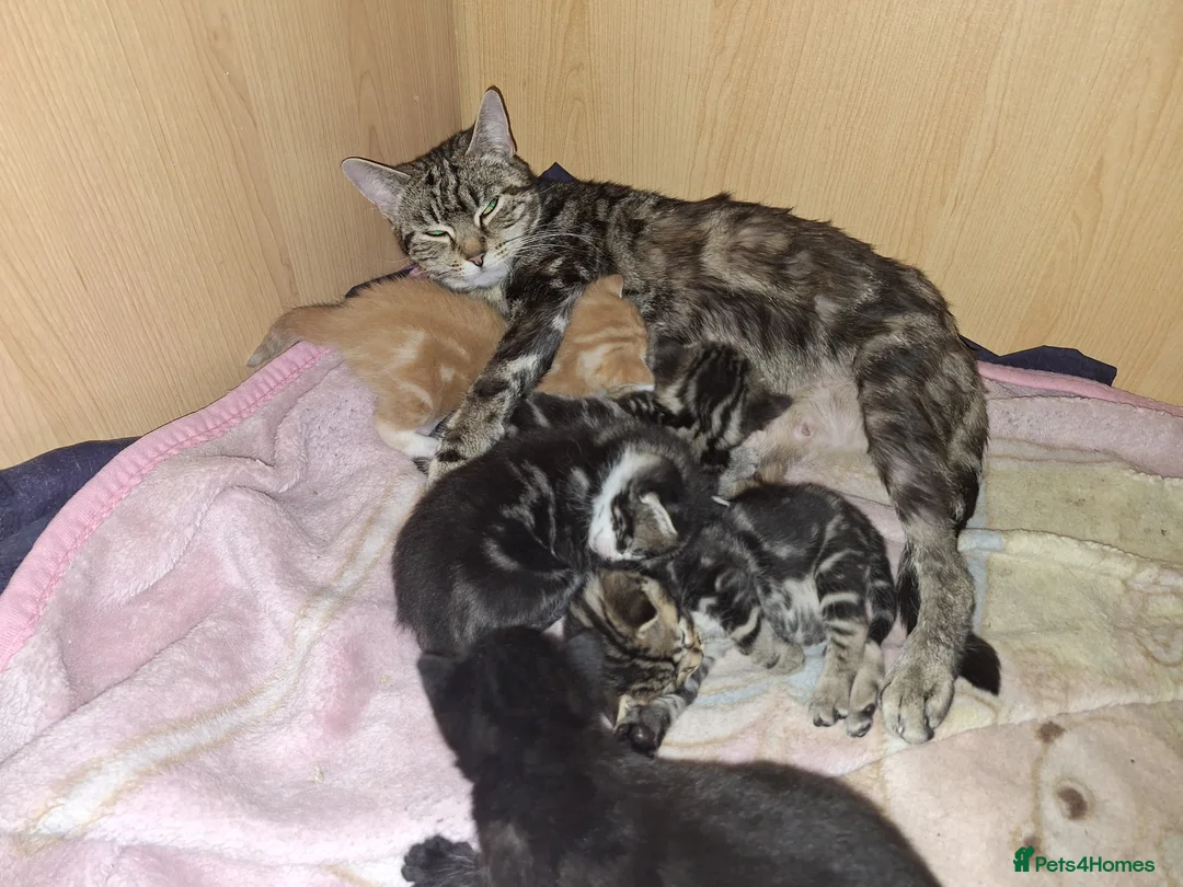 Mixed Breed cats for sale: 2 Beautiful kittens available  - Advert 2