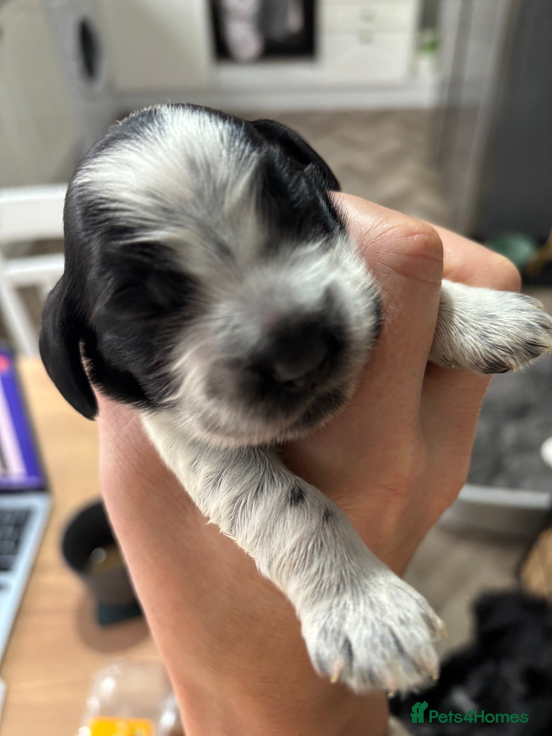 Cocker Spaniel dogs for sale: Beautiful KC reg cocker spaniel puppies  - Advert 3