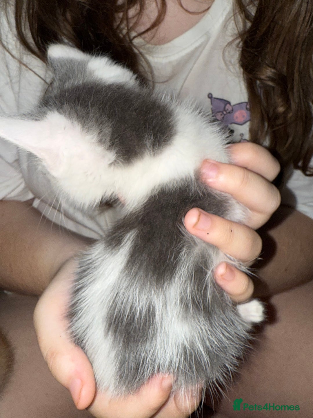 Mixed Breed cats for sale: Beautiful kittens  - Image 5