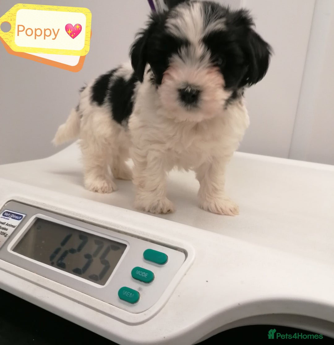 Biewer Terrier dogs for adoption: 🏠❤️ Biewer Puppies Looking for Loving homes - Advert 7