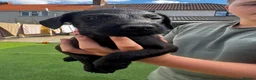 Patterdale Terrier dogs for sale: Fell terriers  - Advert 27