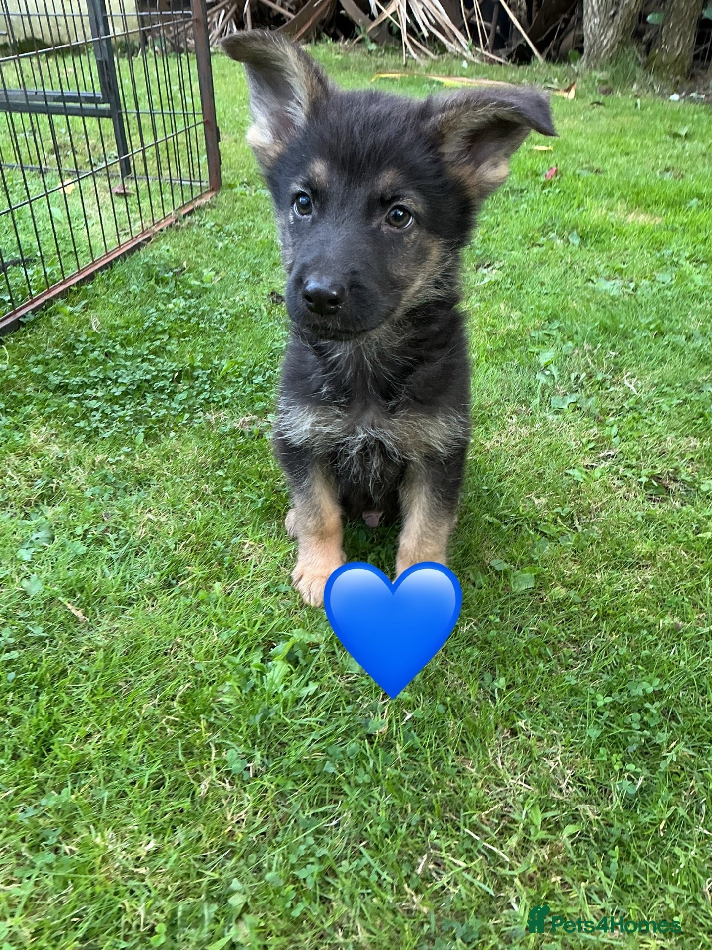 German Shepherd dogs Big chunky farm bred German shepherds ready now. - Advert 4
