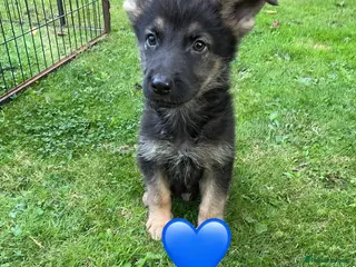 German Shepherd dogs Big chunky farm bred German shepherds ready now. - Advert 4