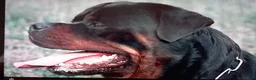 Rottweiler dogs for stud: Large Rottweiler  for stud  in Manchester - Advert 3