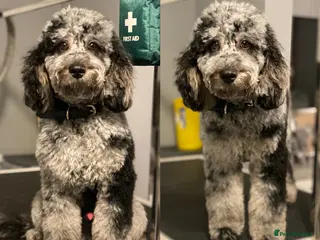 Toy Poodle dogs Rare Blue Merle Phantom Stud in Consett - Advert 1