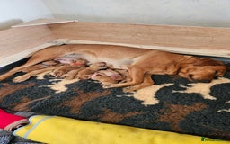 Labrador Retriever dogs for sale: Stunning fox red labrador puppies for sale - Image 3