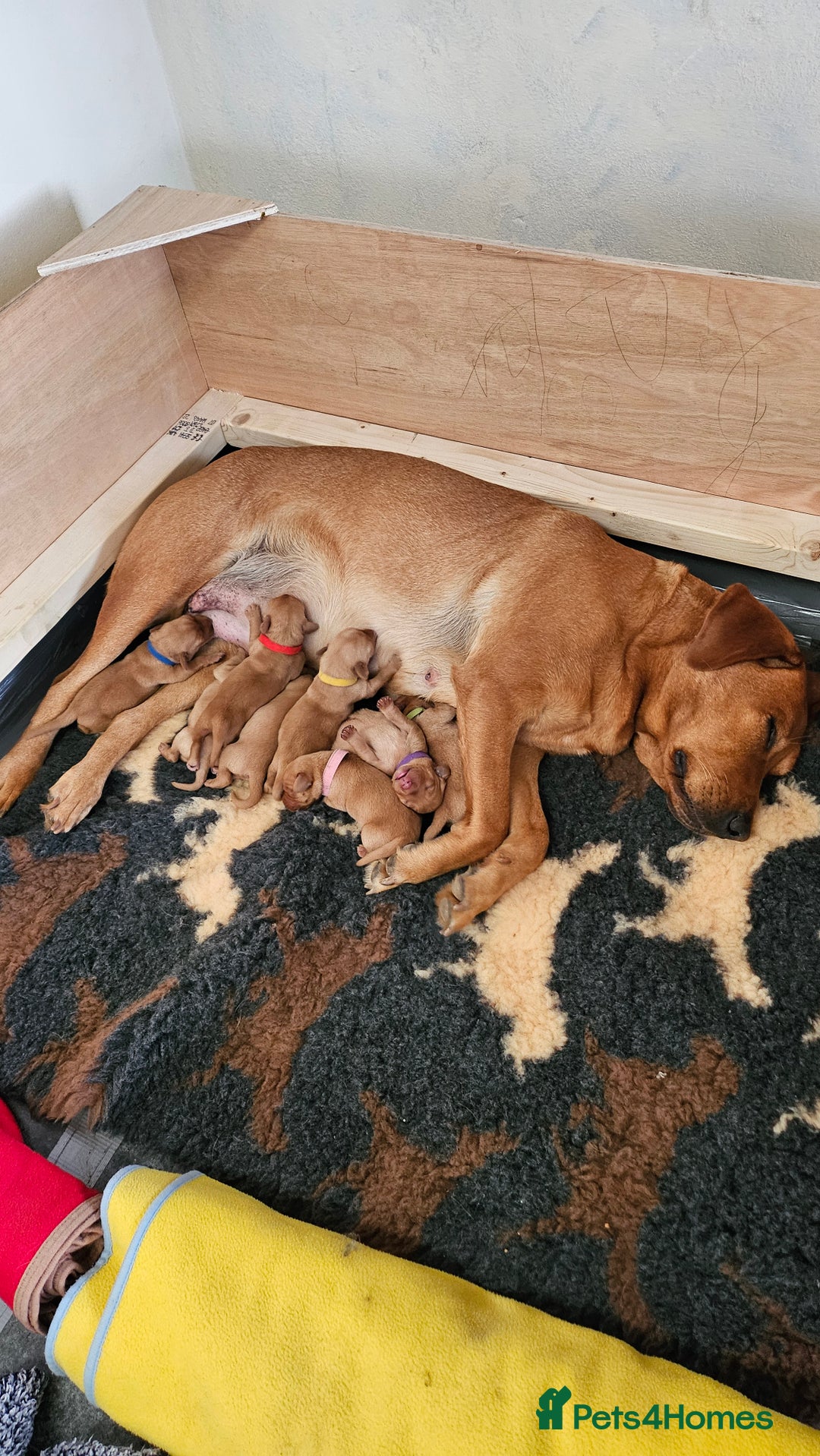 Labrador Retriever dogs for sale: Stunning fox red labrador puppies for sale - Image 3