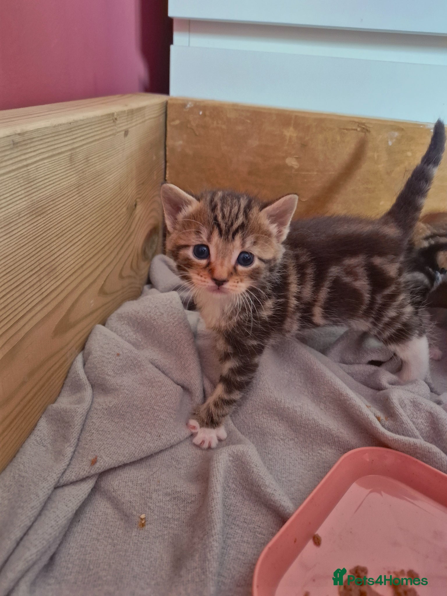 Domestic Shorthair cats for sale: 4 gorgeous kittens.  - Advert 1