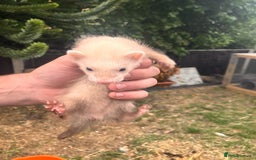 Ferret rodents for sale: 5 working stock ferret kits ready to go - Image 3