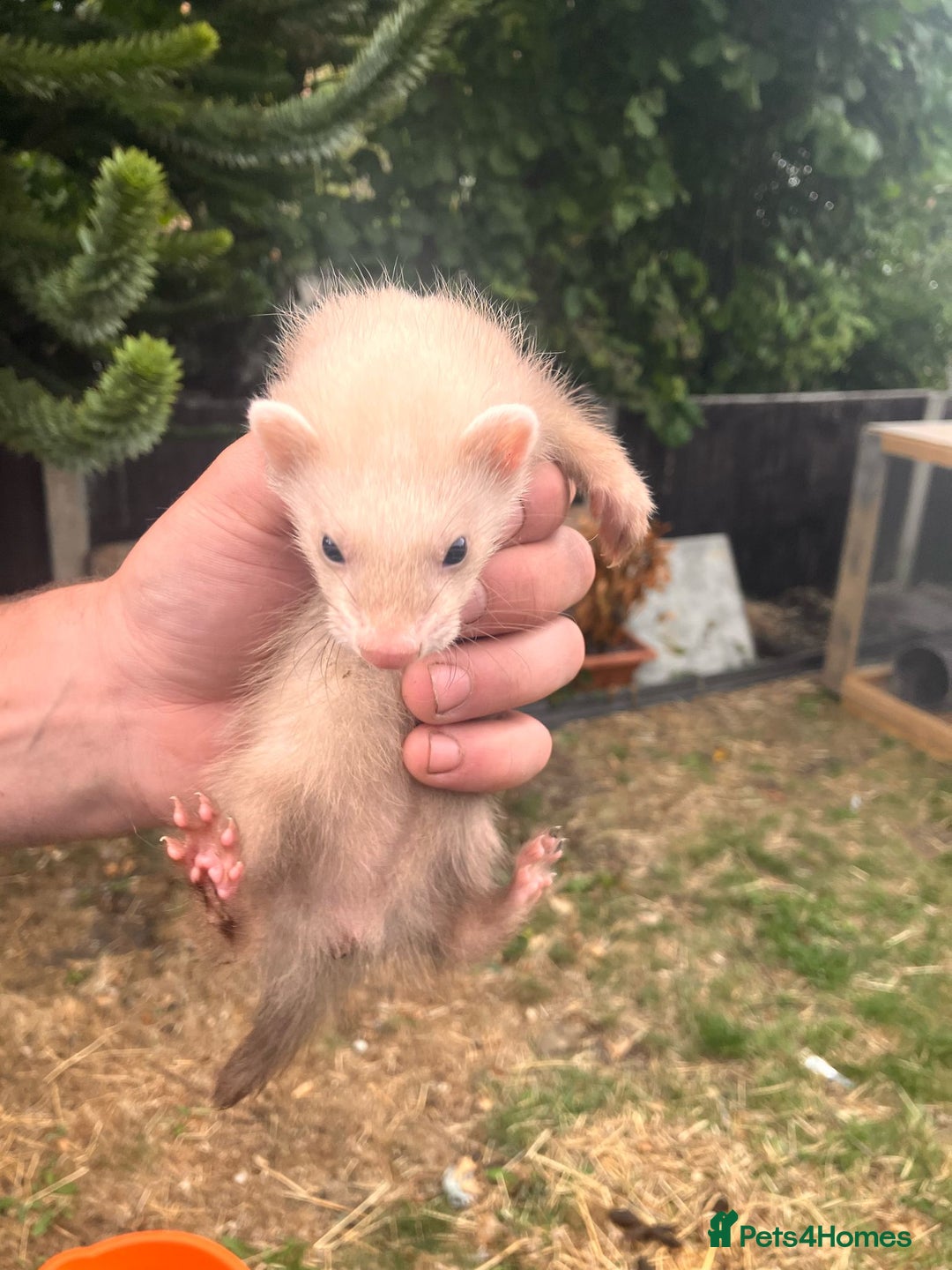 Ferret rodents for sale: 5 working stock ferret kits ready to go - Image 3