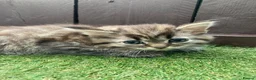 Maine Coon cats for sale: Main coon x Siberian forest cat - Advert 2