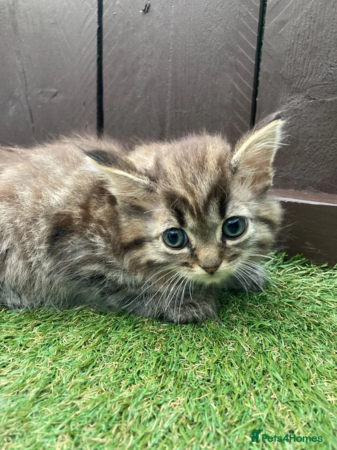 Maine Coon cats for sale: Main coon x Siberian forest cat - Advert 2