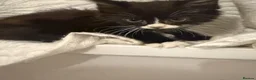 British Shorthair cats for sale: Tabby kittens, litter trained and healthy. - Advert 17