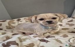 Shih Tzu dogs for sale: Beautiful Shih-tzu's - Image 4