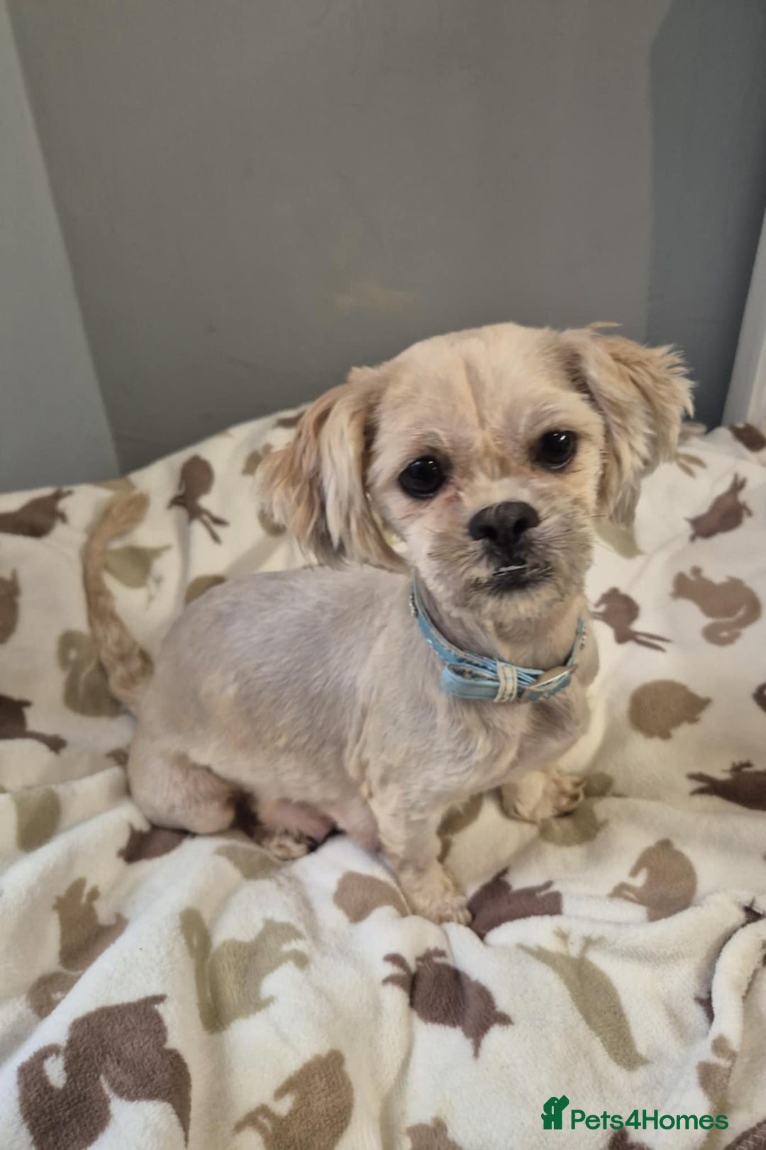 Shih Tzu dogs for sale: Beautiful Shih-tzu's - Image 4