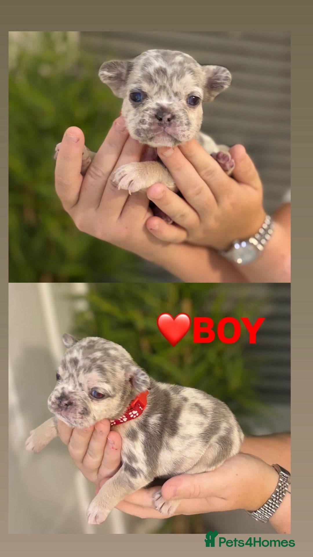 French Bulldog dogs for sale: French bulldog puppies  - Advert 6