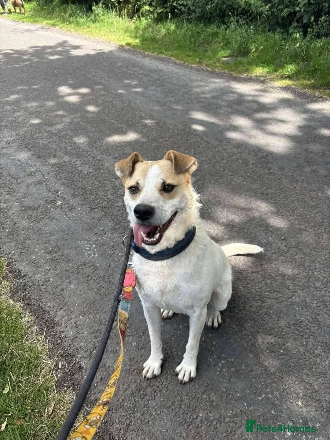 Mixed Breed dogs for adoption: Meet Barry,currently residing in Cheshire  - Advert 2