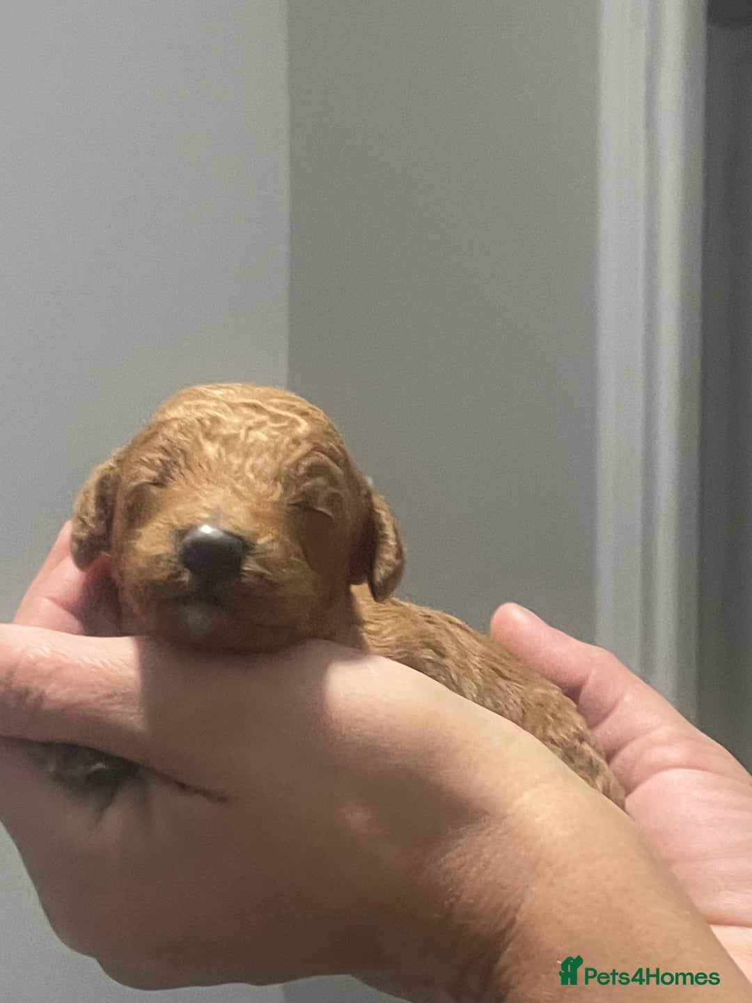 Toy Poodle dogs for sale: Red toy poodle  - Image 1