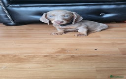 Dachshund dogs for sale: Isabella dachshund puppies for sale! - Image 13