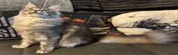 Maine Coon cats for sale: Reduced TICA Xl Maine coon Kitten active possible  - Advert 17