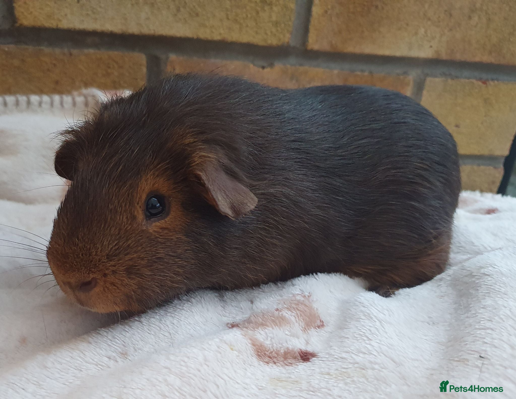 Guinea Pig rodents Beautiful guinea pigs - Advert 2