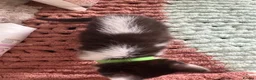 Ragdoll cats for sale: Ragdoll cross  in Selby - Advert 4