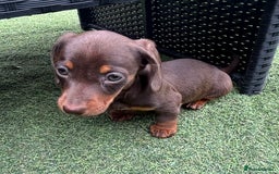 Miniature Dachshund dogs for sale: Miniature dachshunds - Image 9