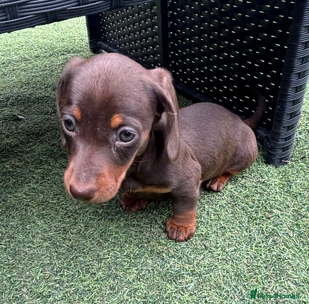 Miniature Dachshund dogs for sale: Miniature dachshunds - Image 9
