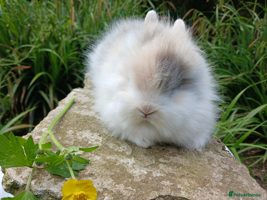 Lionhead rabbits for sale: Stunning DM Lionhead baby rabbits  - Advert 16