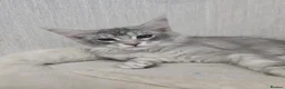 Maine Coon cats for sale: Blue High Silver Female Maine Coon Kitten STUNNING - Advert 17