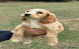 Cocker Spaniel dogs for sale: Cocker Spaniel Puppies  - Image 10