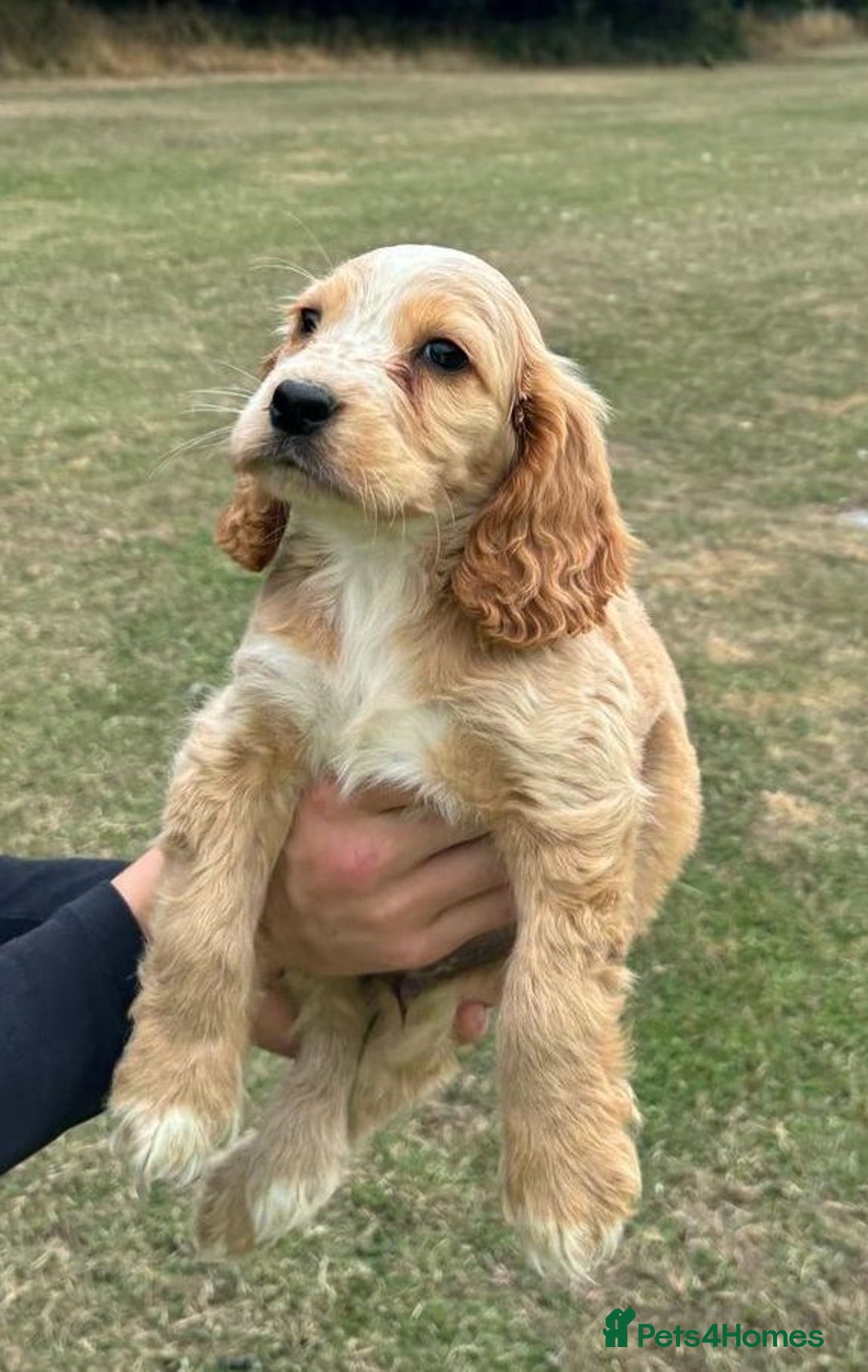 Cocker Spaniel dogs for sale: Cocker Spaniel Puppies  - Image 10