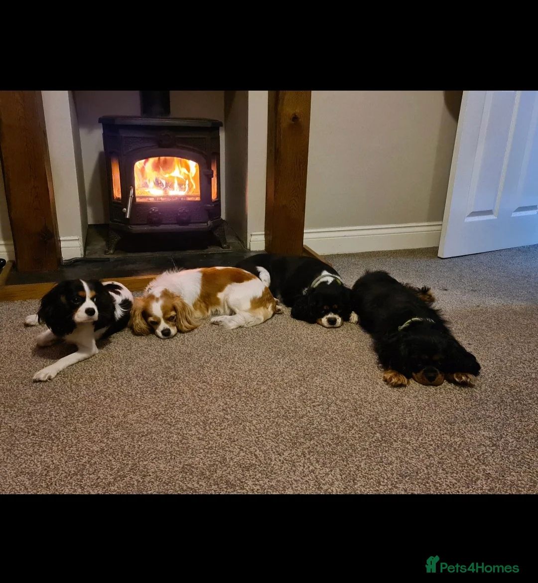 Cavapoo dogs for sale: 🩷🩵SMALL TOY🐶CAVAPOO PUPS🐶HEALTH DNA TESTED🩵🩷 - Advert 29