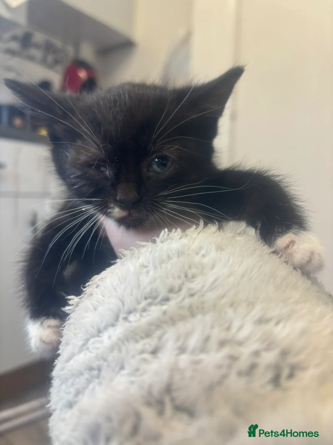 Mixed Breed cats for sale: Mixed breed , black and tuxedo kittens  in Leeds - Advert 6