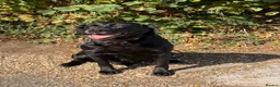Labrador Retriever dogs for sale: Black Labrador  - Advert 2