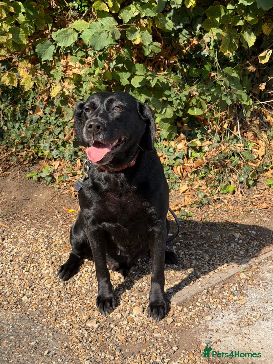 Labrador Retriever dogs for sale: Black Labrador  - Advert 2