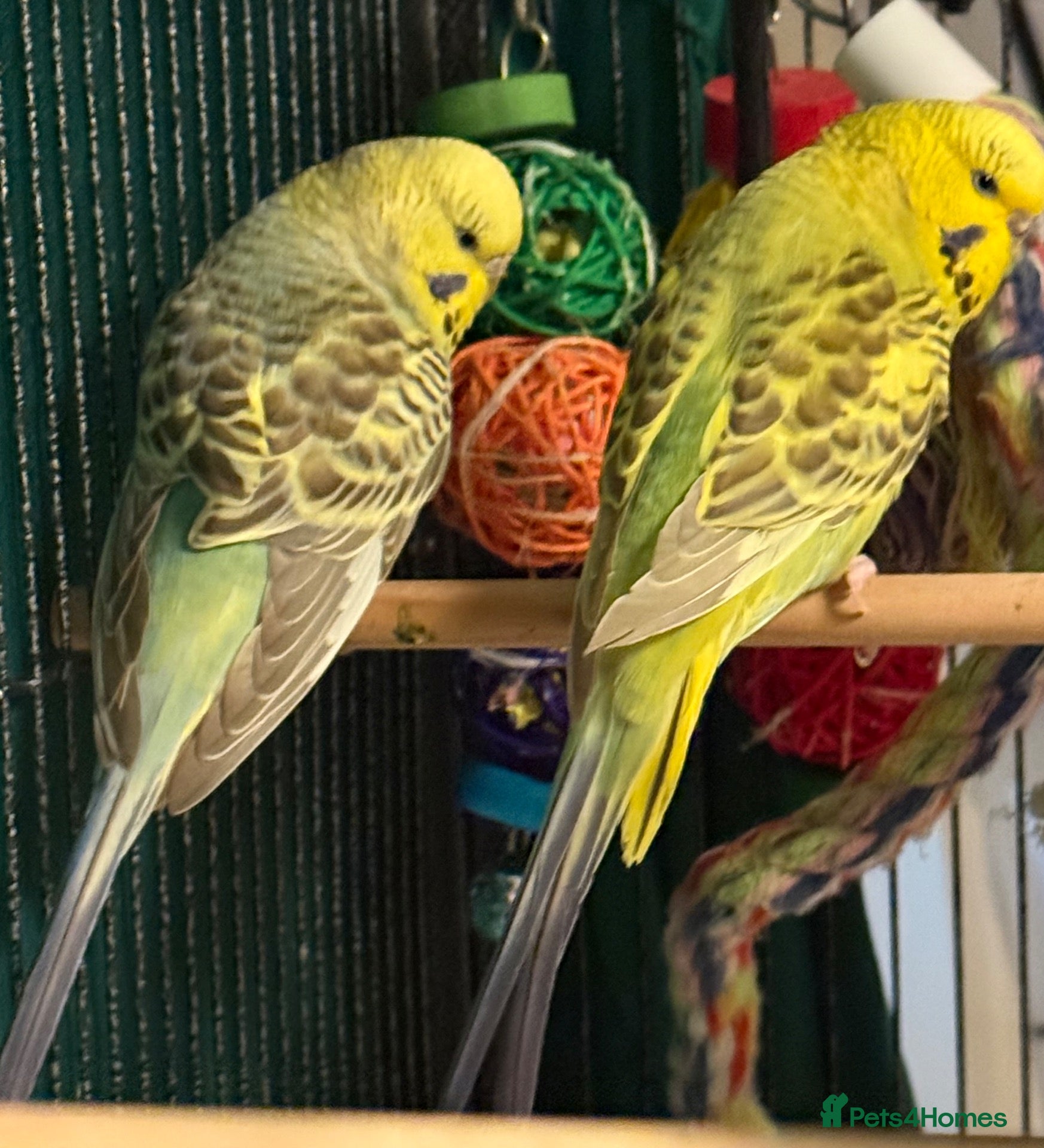 Budgerigars birds Young budgies males & females (please read ad)   - Advert 2
