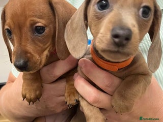 Miniature Dachshund dogs Beautiful miniature dachshund puppies - Advert 1