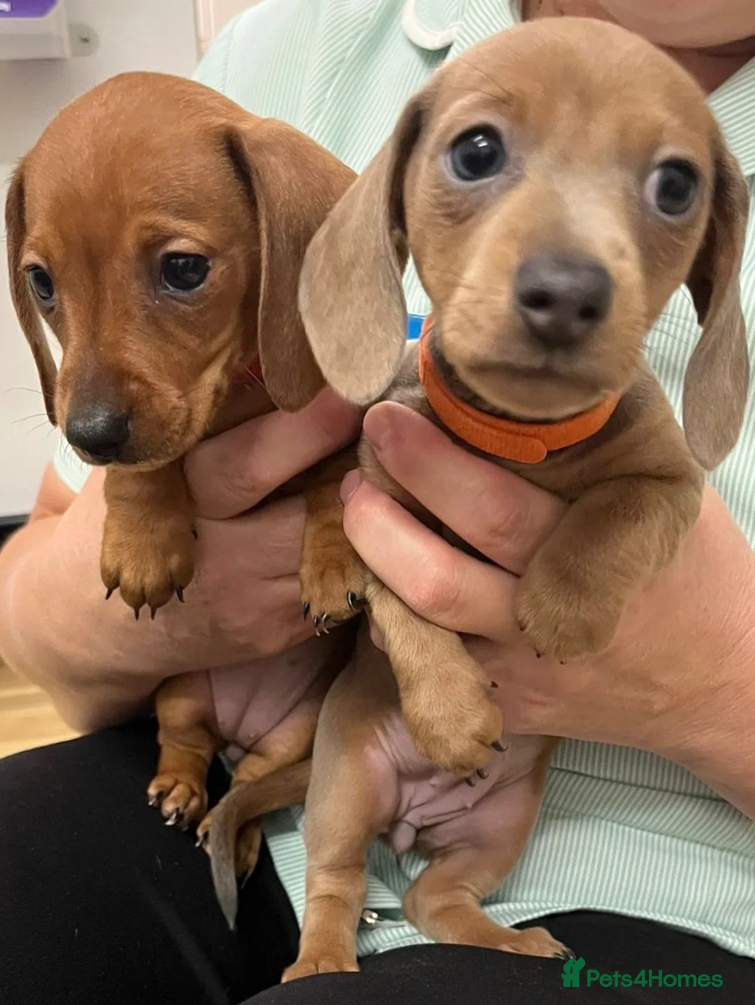 Miniature Dachshund dogs for sale: Beautiful miniature dachshund puppies - Advert 2