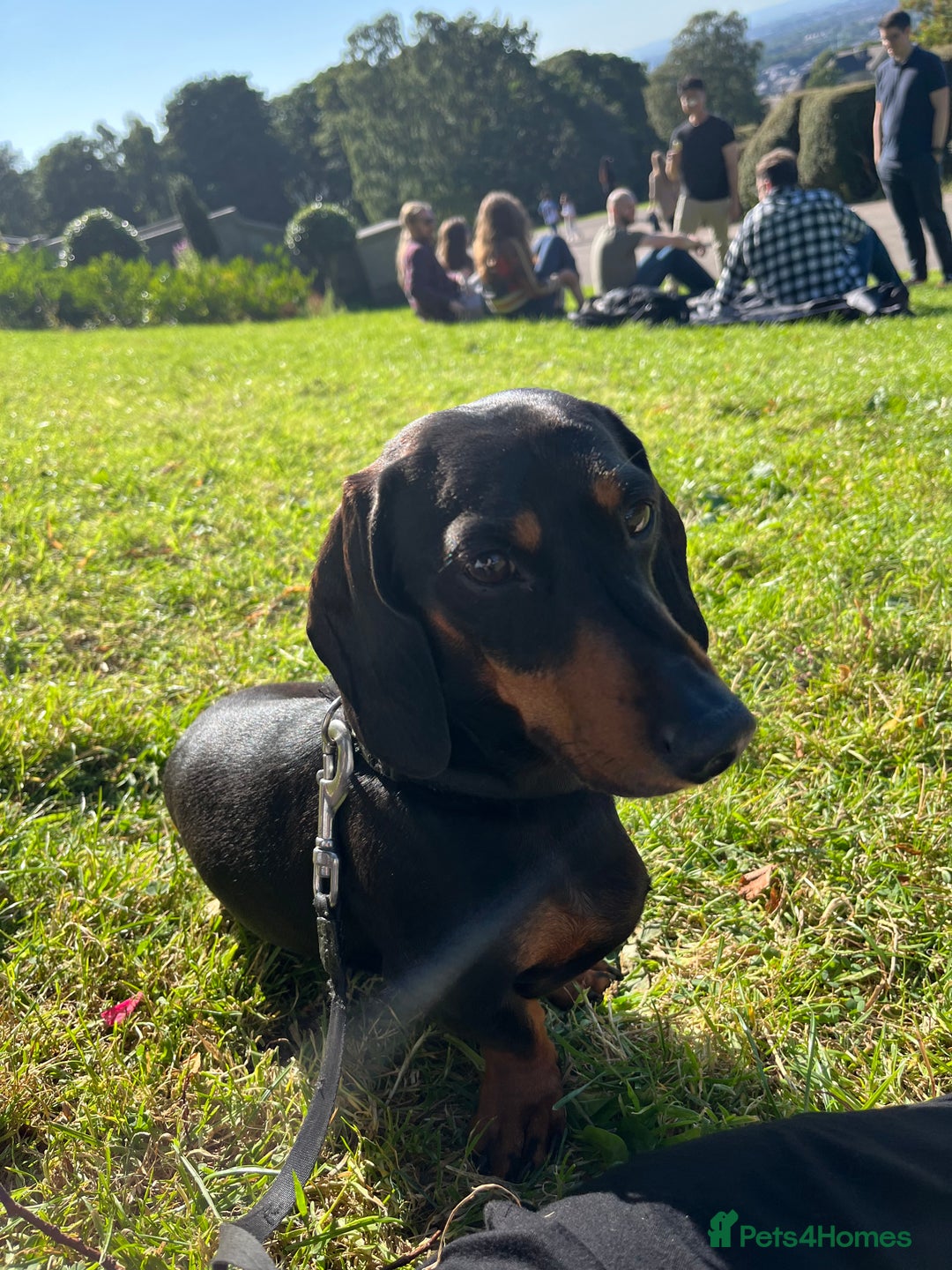 Dachshund dogs for stud: Handsome boy ready to stud  - Advert 8