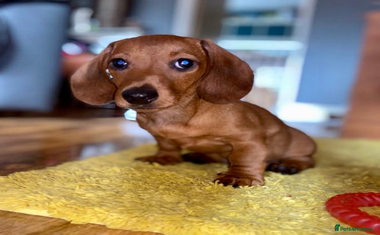 Miniature Dachshund dogs - Advert 5