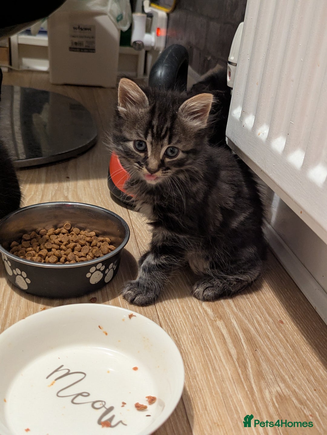 Bombay cats for sale: Beautiful kittens perfect for  **   ** s  - Advert 20