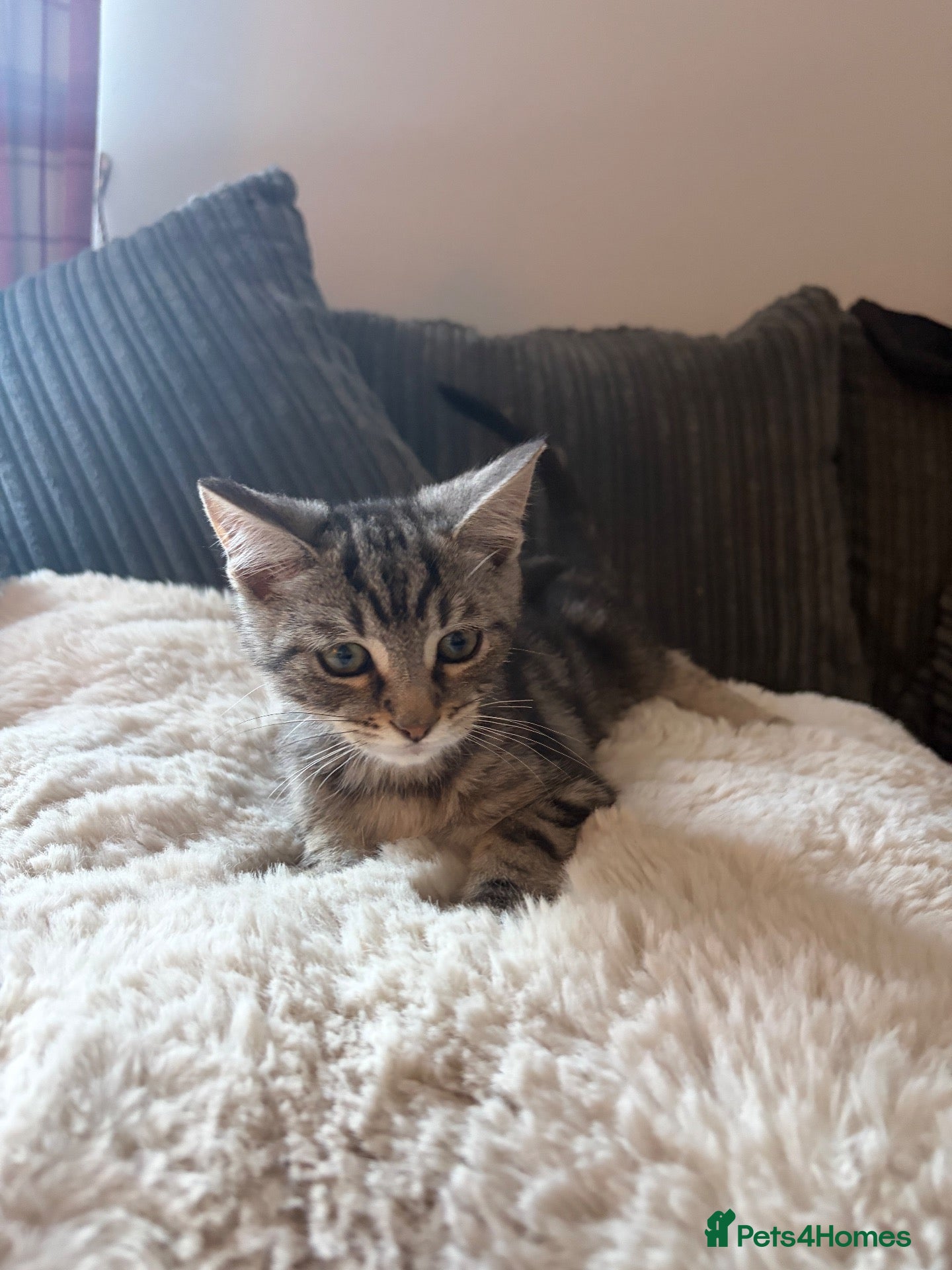 Mixed Breed cats Mixed Maine Coon kittens  - Advert 1