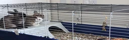 Polish rabbits for sale: 2 female polish dwarf bunnies need rehoming  - Advert 11