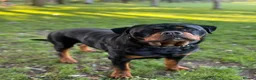Rottweiler dogs for stud: Champion Bloodline Rottweiler Stud - Advert 5