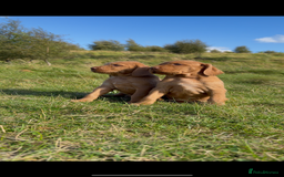 Hungarian Vizsla dogs for sale: Wirehaired Vizsla’s - Image 17