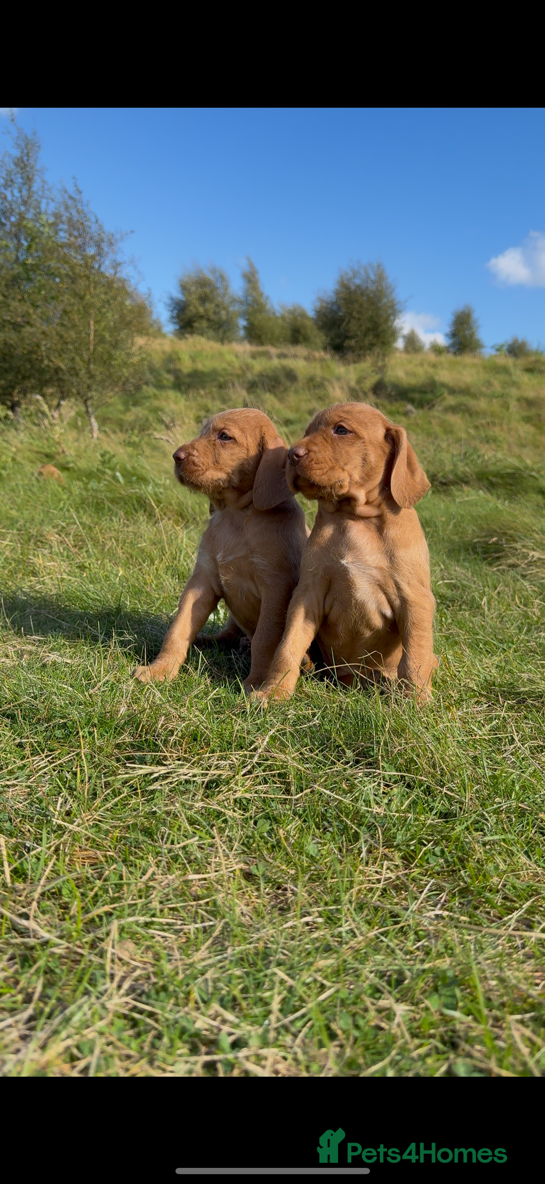 Hungarian Vizsla dogs for sale: Wirehaired Vizsla’s - Image 17