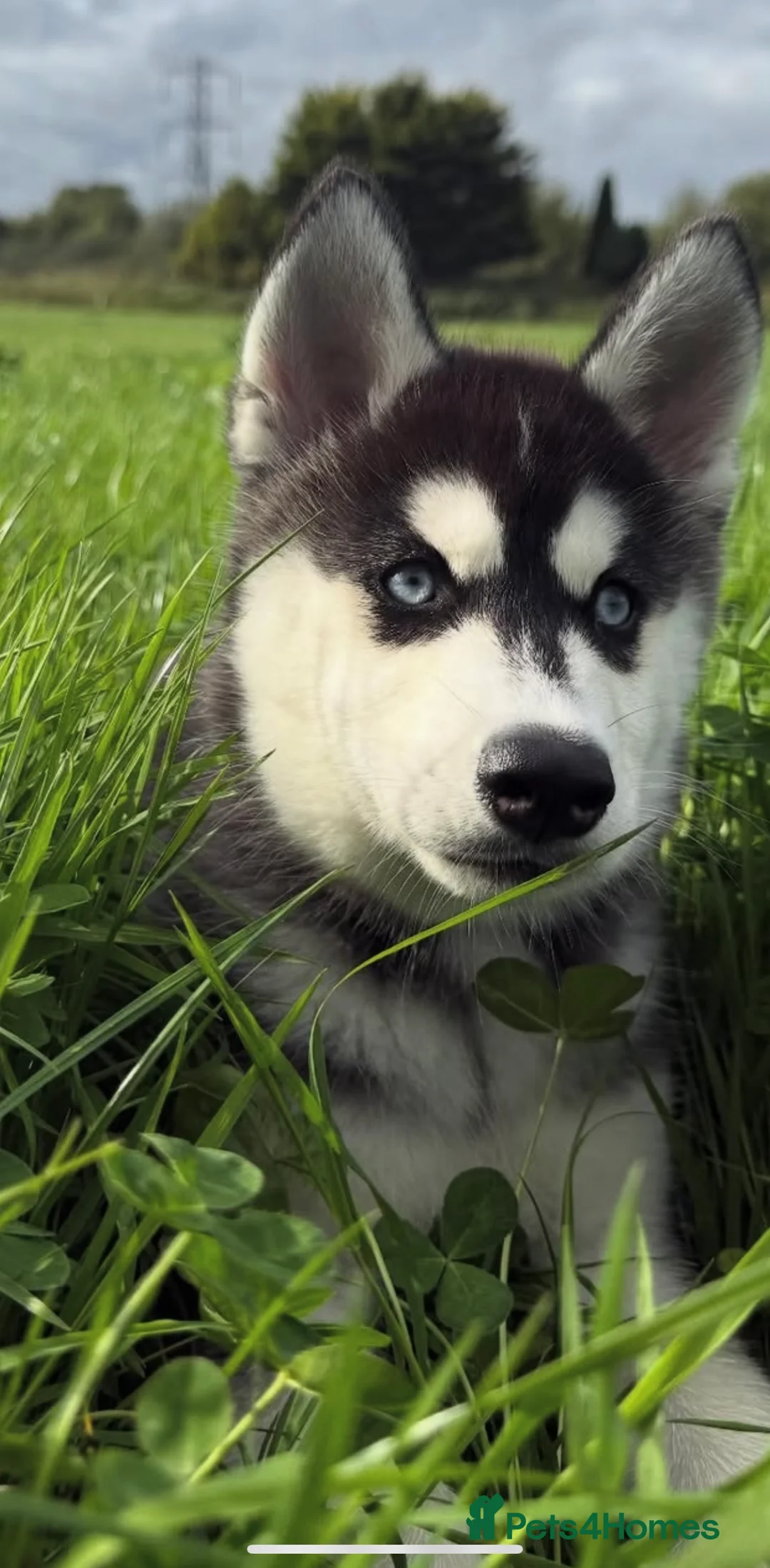 Siberian Husky dogs for adoption: Female Siberian Husky - Advert 4